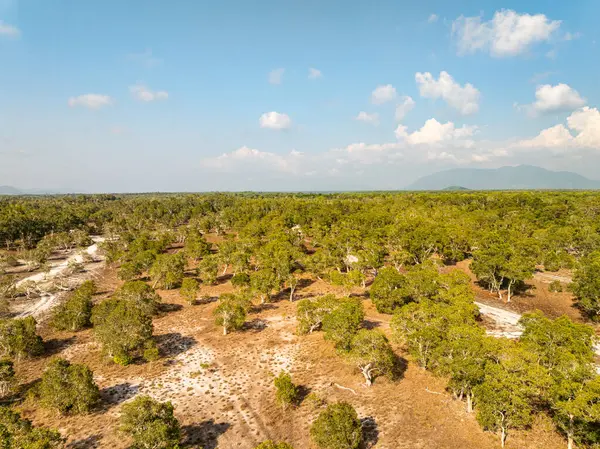 Koh Prathong Adası, Phang nga Tayland, Yeşillik Botanik Ormanı, İHA geniş açılı mercek