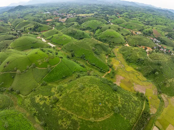 Long Coc dağları, Phu Tho vilayeti, Kuzey Vietnam 'da yeşil çay yaprağı dokusu yüksek açılı çay tarlaları