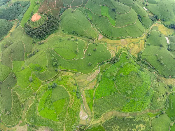 Long Coc dağları, Phu Tho vilayeti, Kuzey Vietnam 'da yeşil çay yaprağı dokusu yüksek açılı çay tarlaları