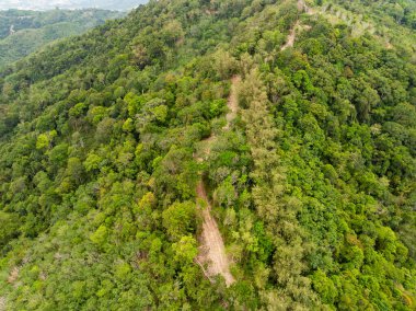 Havadan bakıldığında doğa bereketli orman ağaçları, Top view Ormanı ekosistem kavramı ve arka planı, yağmur ormanlarındaki yeşil yaprakların dokusu, koruma kavramı, doğal manzara tropikal yeşil orman arka planı