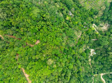 Havadan bakıldığında doğa bereketli orman ağaçları, Top view Ormanı ekosistem kavramı ve arka planı, yağmur ormanlarındaki yeşil yaprakların dokusu, koruma kavramı, doğal manzara tropikal yeşil orman arka planı