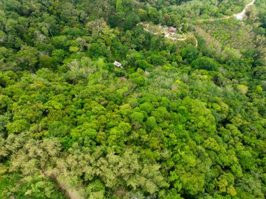 Havadan bakıldığında doğa bereketli orman ağaçları, Top view Ormanı ekosistem kavramı ve arka planı, yağmur ormanlarındaki yeşil yaprakların dokusu, koruma kavramı, doğal manzara tropikal yeşil orman arka planı