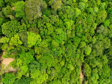 Havadan bakıldığında doğa bereketli orman ağaçları, Top view Ormanı ekosistem kavramı ve arka planı, yağmur ormanlarındaki yeşil yaprakların dokusu, koruma kavramı, doğal manzara tropikal yeşil orman arka planı