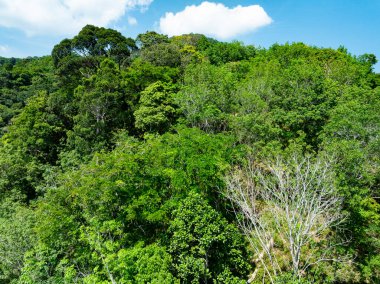 Dağların, tropikal yağmur ormanlarının, kuş bakışı orman ağaçlarının, inanılmaz doğa arka planının hava görüntüsü.