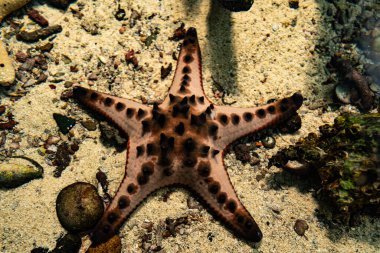 Tropikal denizde deniz yıldızı