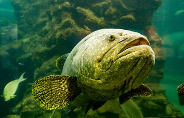 Akvaryumda Dev orgroup balık