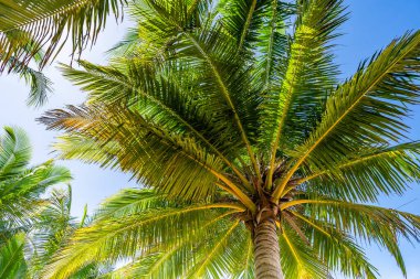 Güzel plaj arka planı, Phuket Tayland sahilinde hindistan cevizi palmiyeleri olan doğal manzara, güneşli bir günde plaj ve deniz, sahil bölgesi doğa arka planı.