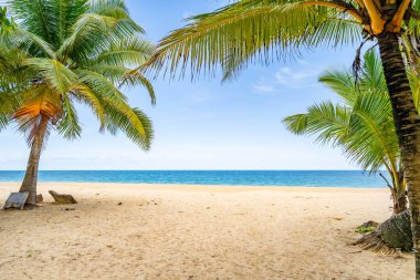 Güzel plaj arka planı, Phuket Tayland sahilinde hindistan cevizi palmiyeleri olan doğal manzara, güneşli bir günde plaj ve deniz, sahil bölgesi doğa arka planı.