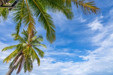 Güzel plaj arka planı, Phuket Tayland sahilinde hindistan cevizi palmiyeleri olan doğal manzara, güneşli bir günde plaj ve deniz, sahil bölgesi doğa arka planı.