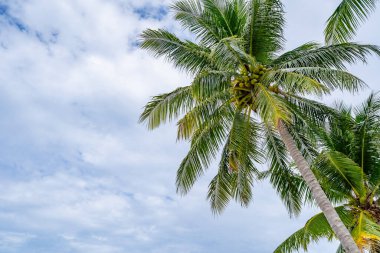 Güzel plaj arka planı, Phuket Tayland sahilinde hindistan cevizi palmiyeleri olan doğal manzara, güneşli bir günde plaj ve deniz, sahil bölgesi doğa arka planı.