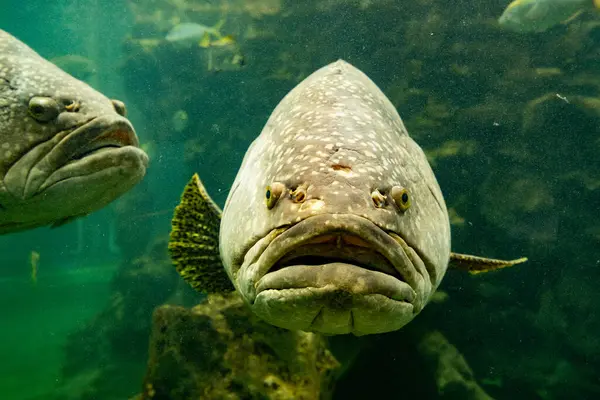 Akvaryumda Dev orgroup balık