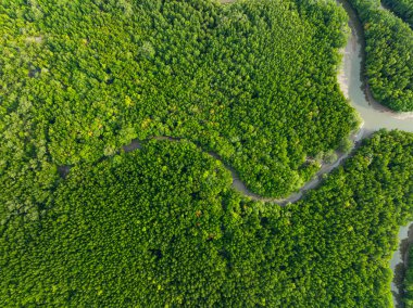 İnanılmaz bol mangrov ormanı, orman ağaçlarının havadan görünüşü yağmur ormanları ekosistemi ve sağlıklı çevre arka planı, tepeden tırnağa yeşil ağaçların yapısı, yüksek açı manzarası.