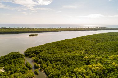 İnanılmaz bol mangrov ormanı, orman ağaçlarının havadan görünüşü yağmur ormanları ekosistemi ve sağlıklı çevre arka planı, tepeden tırnağa yeşil ağaçların yapısı, yüksek açı manzarası.