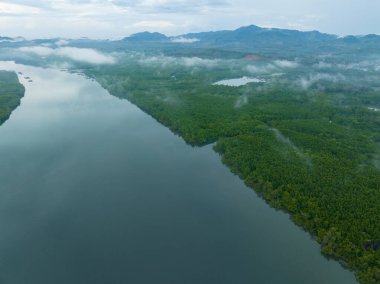Mangrov ormanı ve nehir manzarası Krabi Tayland 'da, güzel mangrov ağaçları yeşil arka plan, yüksek açılı ağaçlar arka plan