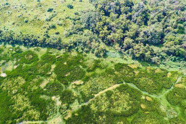 Üst manzara yeşil orman ağaçları arka plan, güzel yeşil doğa arka plan
