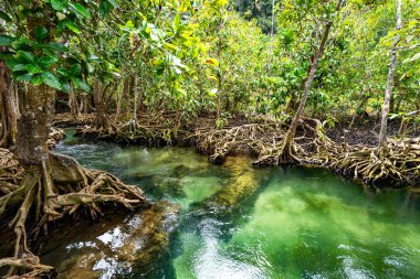 Tropikal ağaçların kökleri bataklık ormanlarında ve kristal berrak su kanallarında Tha Pom Klong Song Nam mangrove sulak arazisinde Krabi Tayland güzel doğa manzarası