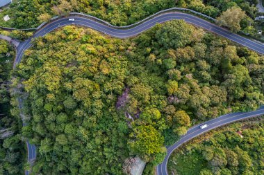 Yağmur ormanlarındaki yeşil yaprakların dokusu, koruma kavramı, tropik yeşil orman arka planı.