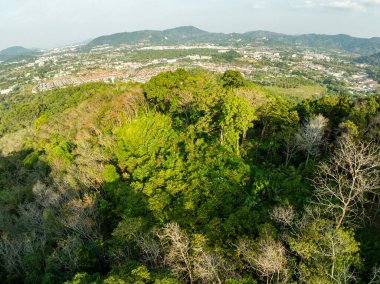 Üst manzara yeşil orman ağaçları arka plan, güzel yeşil doğa arka plan