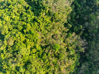 Üst manzara yeşil orman ağaçları arka plan, güzel yeşil doğa arka plan