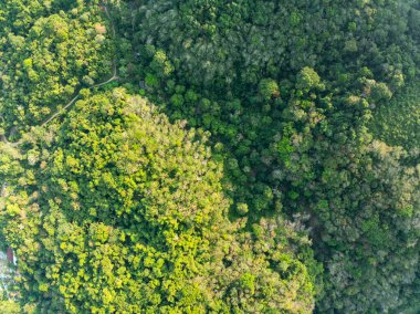 Üst manzara yeşil orman ağaçları arka plan, güzel yeşil doğa arka plan