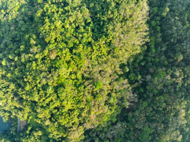 Üst manzara yeşil orman ağaçları arka plan, güzel yeşil doğa arka plan