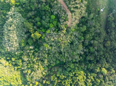 Üst manzara yeşil orman ağaçları arka plan, güzel yeşil doğa arka plan