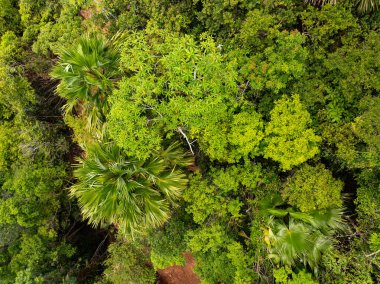 Üst manzara yeşil orman ağaçları arka plan, güzel yeşil doğa arka plan