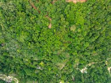 Üst manzara yeşil orman ağaçları arka plan, güzel yeşil doğa arka plan