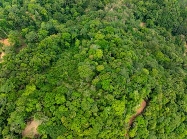 Üst manzara yeşil orman ağaçları arka plan, güzel yeşil doğa arka plan