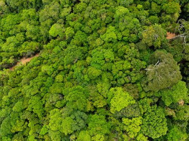 Üst manzara yeşil orman ağaçları arka plan, güzel yeşil doğa arka plan