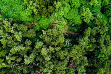 Hava manzaralı Tropikal yağmur ormanları dağları, tepedeki yeşil orman arka planı