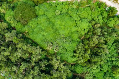 Üst manzara yeşil orman ağaçları arka plan, güzel yeşil doğa arka plan.
