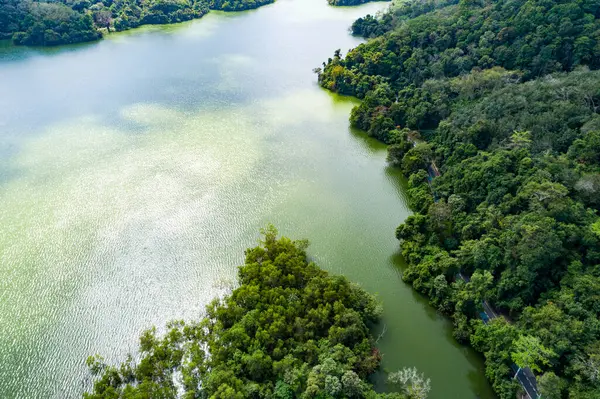 Üst manzara yeşil orman ağaçları arka plan, güzel yeşil doğa arka plan.