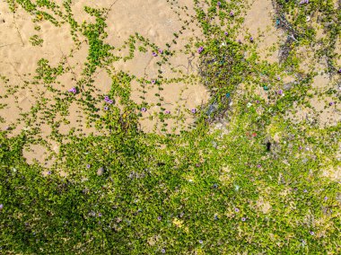 Kumsal manzarası, kumsal deseni ve kumsaldaki yeşil çimen çiçekleri.