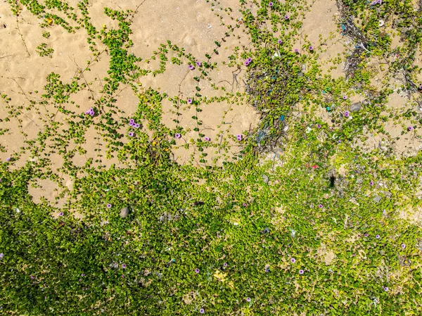Kumsal manzarası, kumsal deseni ve kumsaldaki yeşil çimen çiçekleri.