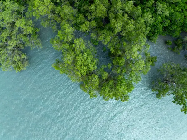 İnanılmaz bol mangrov ormanı, orman ağaçlarının havadan görünüşü yağmur ormanları ekosistemi ve sağlıklı çevre arka planı, tepeden tırnağa yeşil ağaçların dokusu, geniş açılı mercek.