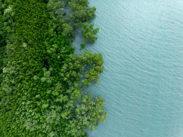 İnanılmaz bol mangrov ormanı, orman ağaçlarının havadan görünüşü yağmur ormanları ekosistemi ve sağlıklı çevre arka planı, tepeden tırnağa yeşil ağaçların dokusu, geniş açılı mercek.