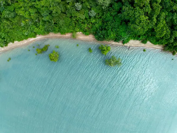 İnanılmaz bol mangrov ormanı, orman ağaçlarının havadan görünüşü yağmur ormanları ekosistemi ve sağlıklı çevre arka planı, tepeden tırnağa yeşil ağaçların dokusu, geniş açılı mercek.