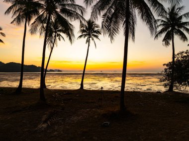 Gün batımında siluet hindistan cevizi palmiyeleri ya da deniz üzerinde gün doğumu gökyüzü, inanılmaz renkli gökyüzü doğa manzarası, güzel doğa gökyüzü ve bulutlar arka plan