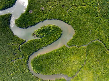 İnsansız hava aracı görüntüsü Tayland 'daki Mangrove ormanları