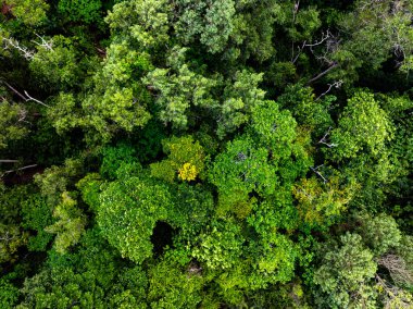 Yüksek açılı manzara dağları yağmur ormanları yeşil arkaplan
