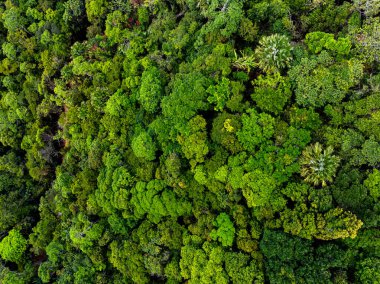 Yüksek açılı manzara dağları yağmur ormanları yeşil arkaplan