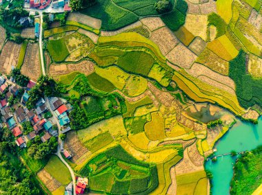Kuzey Vietnam 'daki yeşil pirinç tarlasının havadan görünüşü, Kuzey Vietnam' daki güzel varış yeri, seyahat ve manzara, doğa ve pirinç tarlaları.