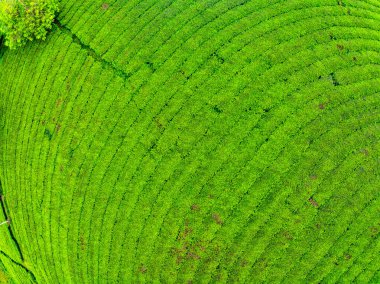 Long Coc dağları, Phu Tho vilayeti, Kuzey Vietnam 'da yeşil çay yaprağı dokusu yüksek açılı çay tarlaları