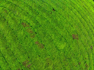 Long Coc dağları, Phu Tho vilayeti, Kuzey Vietnam 'da yeşil çay yaprağı dokusu yüksek açılı çay tarlaları
