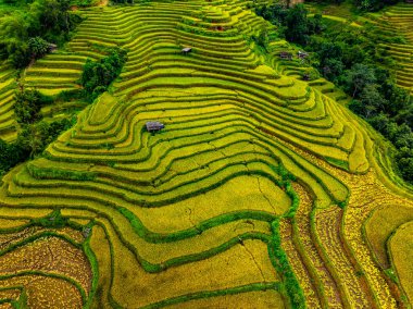 Pirinç tarlalarının hasat mevsiminde insansız hava görüntüsü, Kuzey Vietnam 'da kırsal alanlarda yeşil tarlalar.