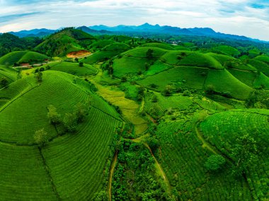 Long Coc dağları, Phu Tho vilayeti, Kuzey Vietnam 'da yeşil çay yaprağı dokusu yüksek açılı çay tarlaları