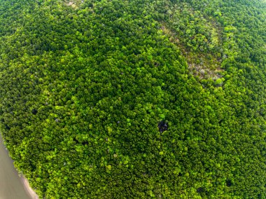 En tepedeki yeşil ağaçlar orman arka planı