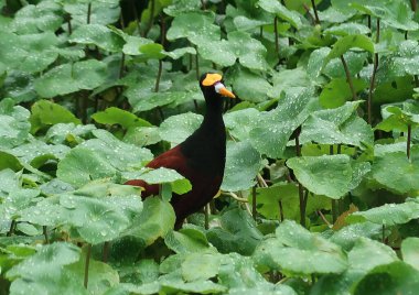 Ave Jacana Spinosa en el Parque Nacional de Tortuguero, Kosta Rika