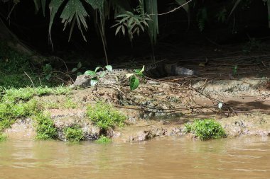 Cocodrilo en las aguas del Parque Nacional Tortuguero, ubicado en la costa caribea, Costa Rica